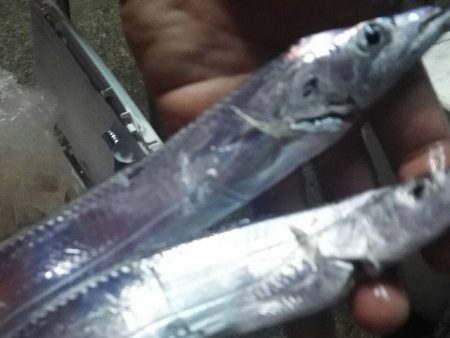 太刀魚絶好調!おかっぱり